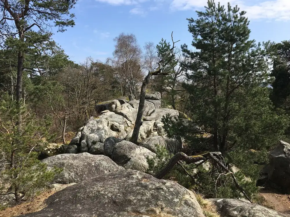 Sandstone boulders among pine trees in the Fontainebleau forest